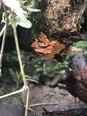 Polyporales