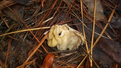 Helvella crispa