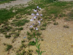Penstemon arkansanus