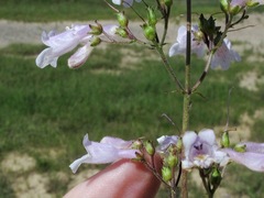 Penstemon arkansanus
