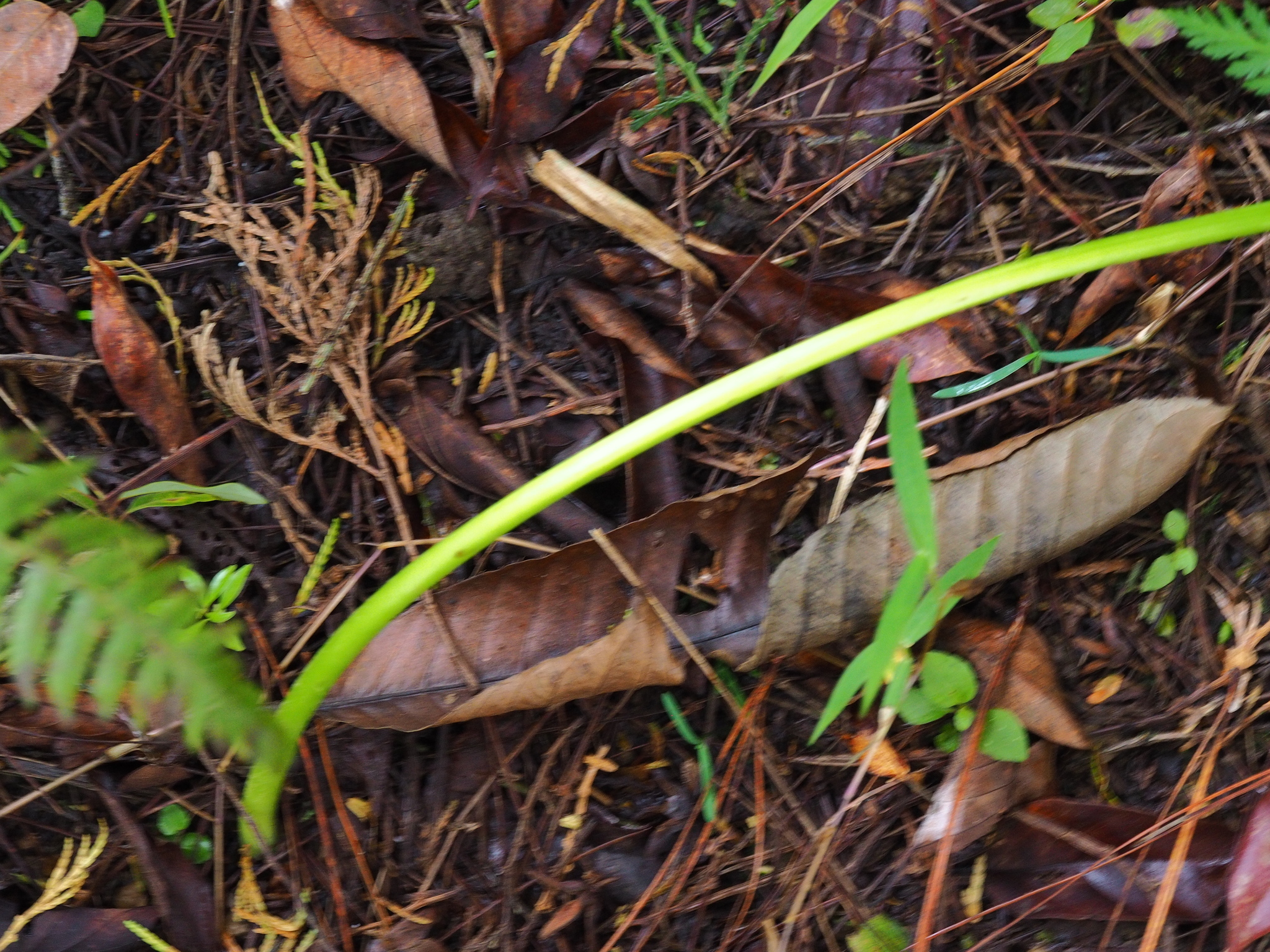 Japanobotrychum lanuginosum — ảnh 3