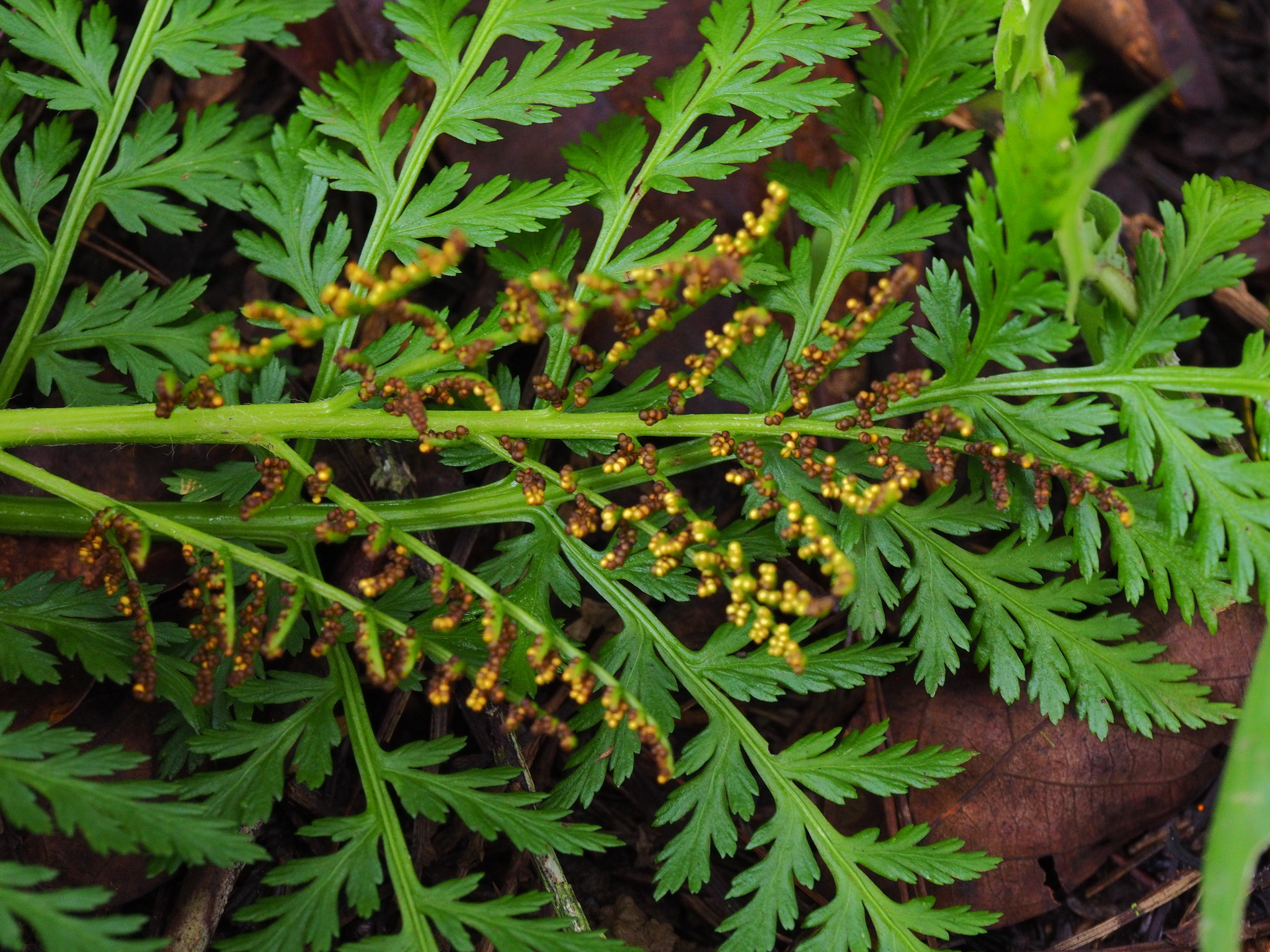 Japanobotrychum lanuginosum (Japanobotrychum lanuginosum)