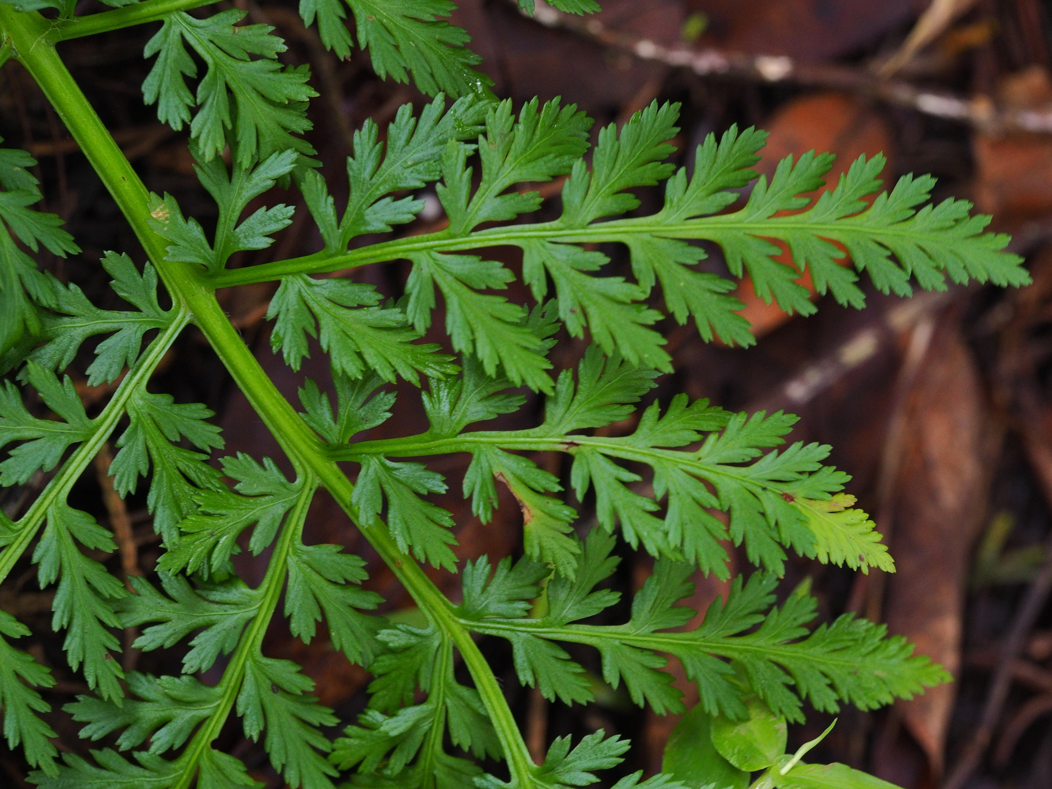 Japanobotrychum lanuginosum — ảnh 2
