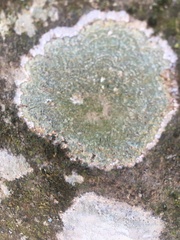 Ostropomycetidae