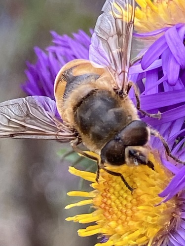 Unknown species found near New North End, Burlington, VT, USA