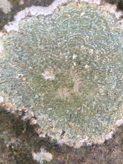Ostropomycetidae