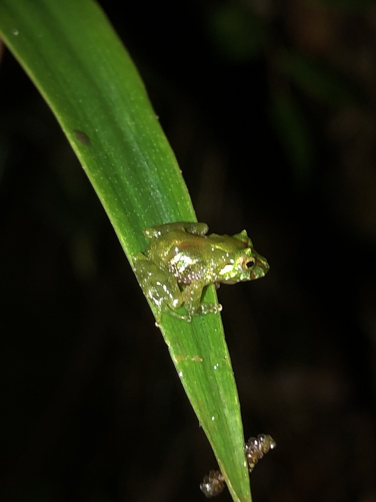 Llanganates Rain Frog