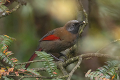 Red-Winged Laughingthrush photo 2