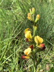 Argyrolobium robustum