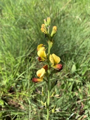 Argyrolobium robustum