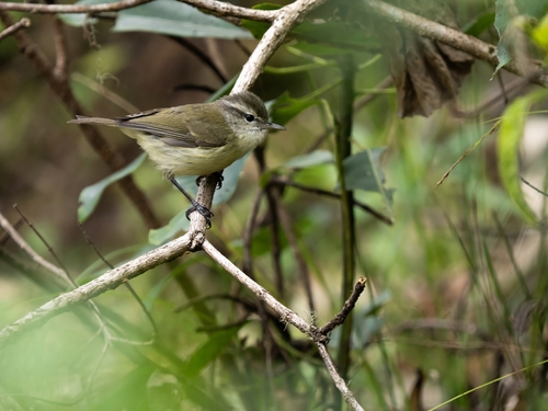 Timor Leaf Warbler (Phylloscopus presbytes)