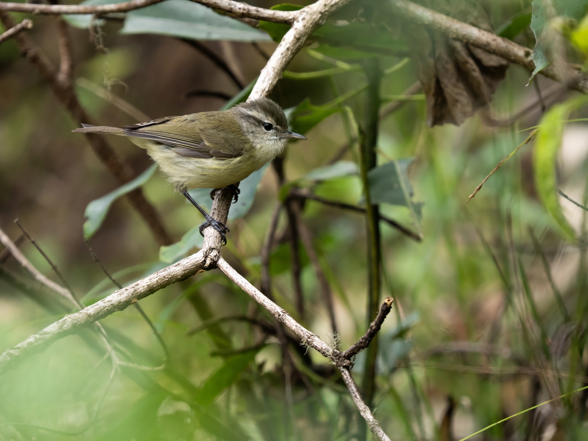 Timor Leaf Warbler (Phylloscopus presbytes), photo 1