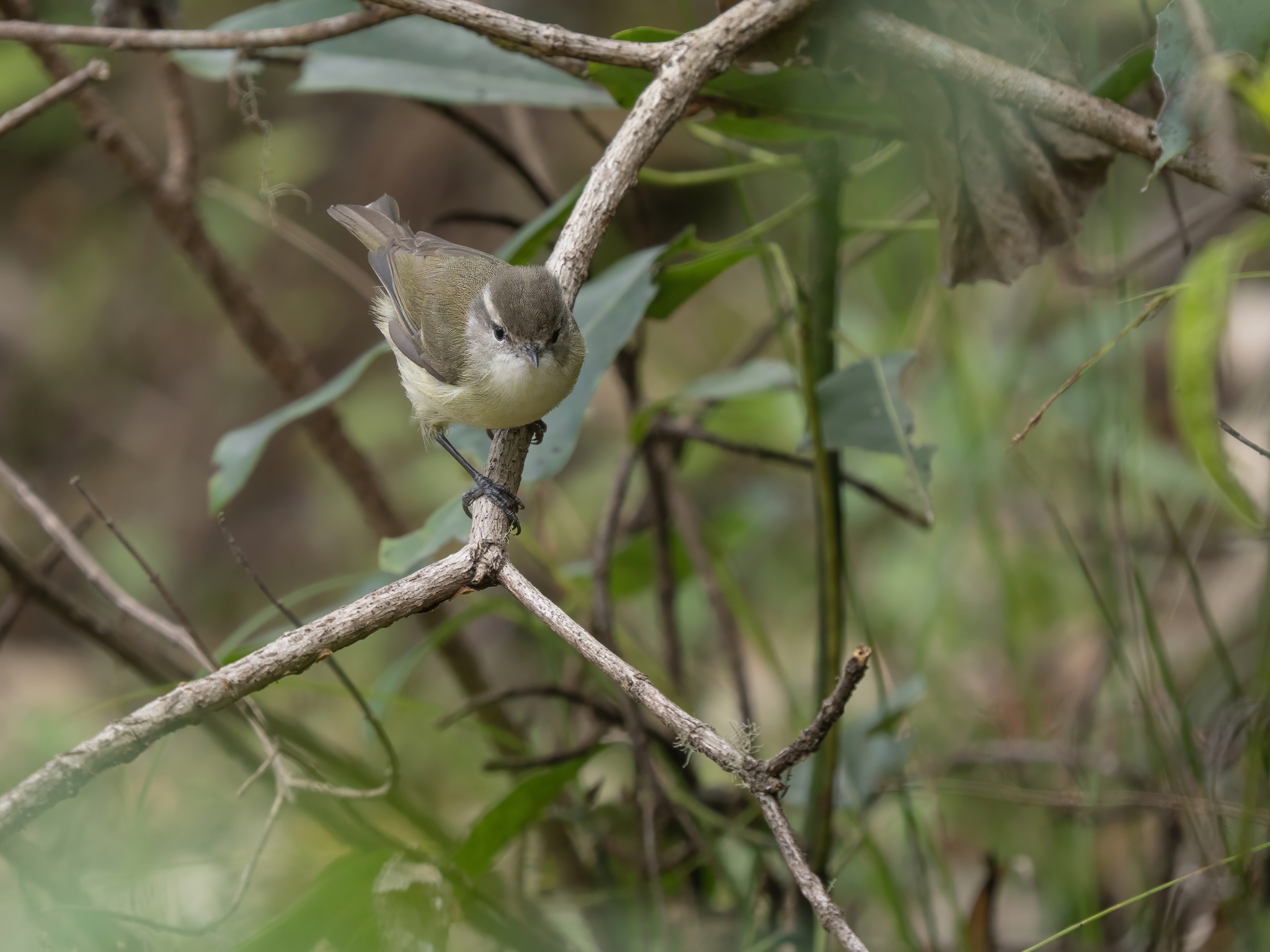 Timor Leaf Warbler (Phylloscopus presbytes), photo 2