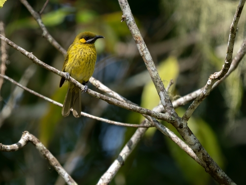 Flame-eared Honeyeater (Lichmera flavicans), photo 9