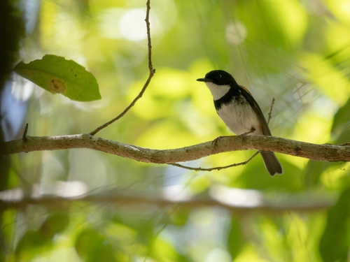 Black-banded Flycatcher (Ficedula timorensis), photo 3
