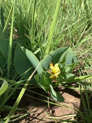 Argyrolobium robustum