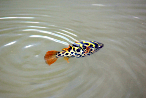 Common puffer (Dichotomyctere fluviatilis) — Tetraodontidae — 5