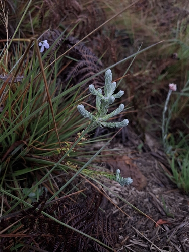 Anaphalis brevifolia, 2025-10-05
