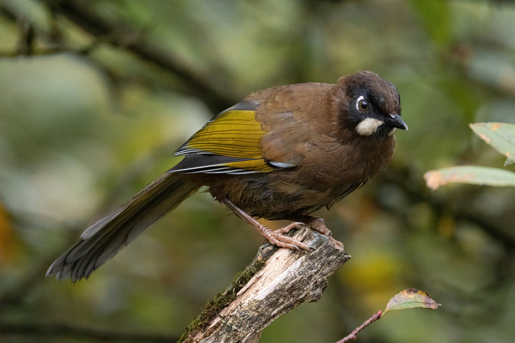 Black-Faced Laughingthrush