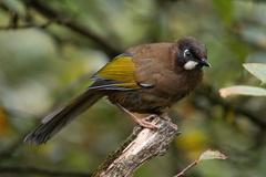 Black-Faced Laughingthrush photo 1