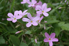 Phlox adsurgens
