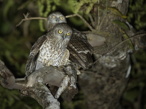 Rote Boobook (Ninox rotiensis), photo 7