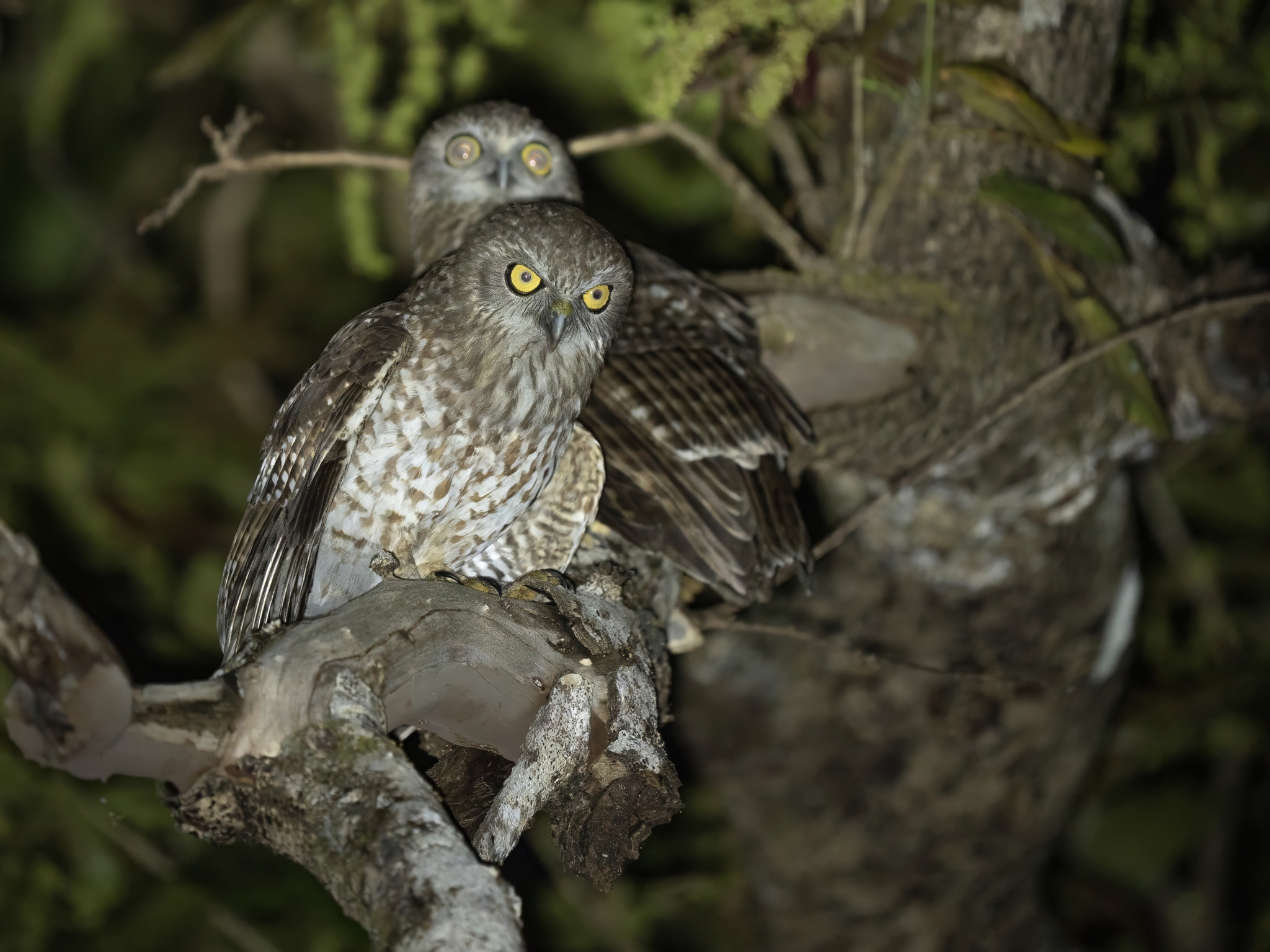 Rote Boobook (Ninox rotiensis), photo 1