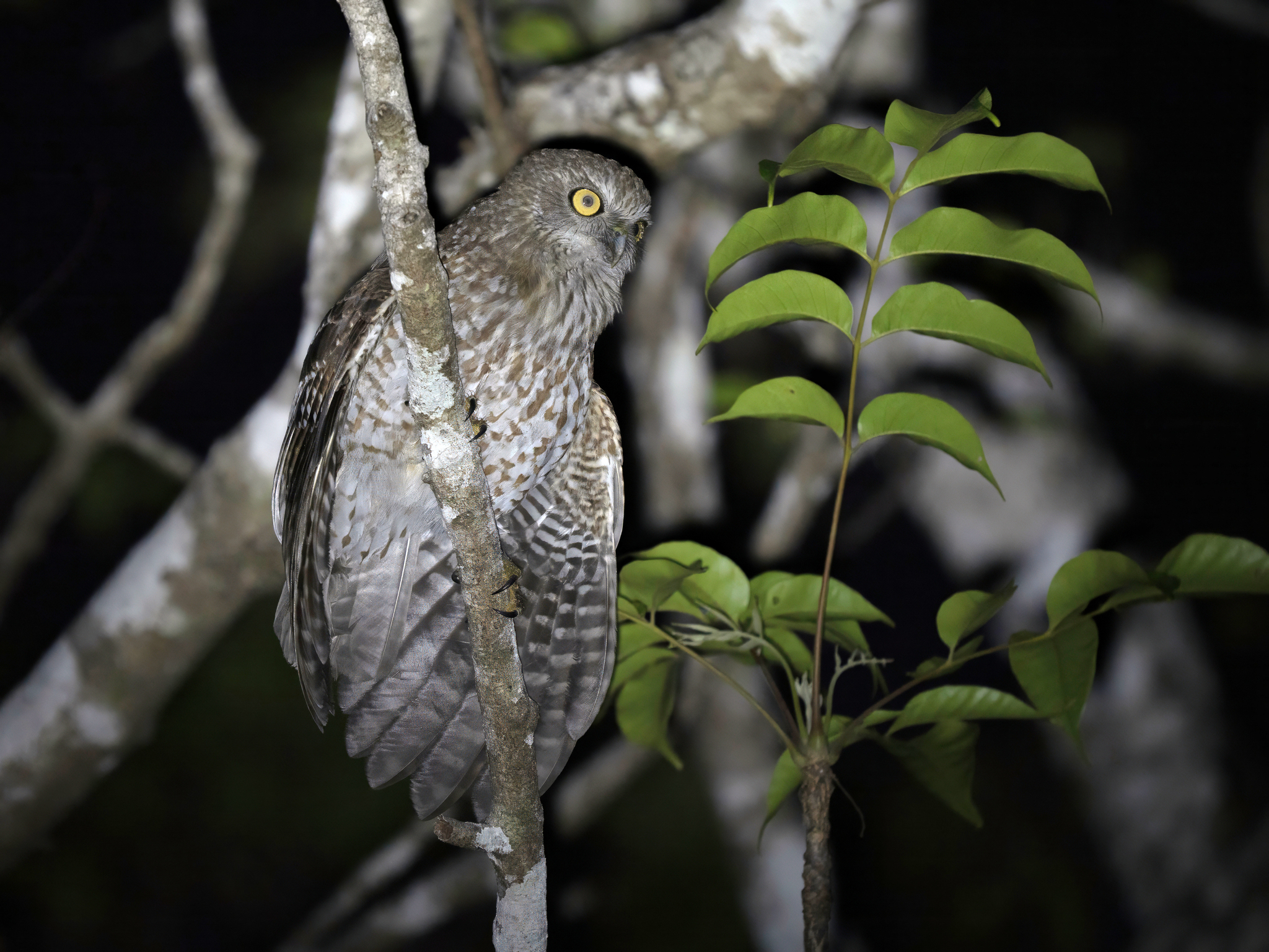 Rote Boobook (Ninox rotiensis), photo 2