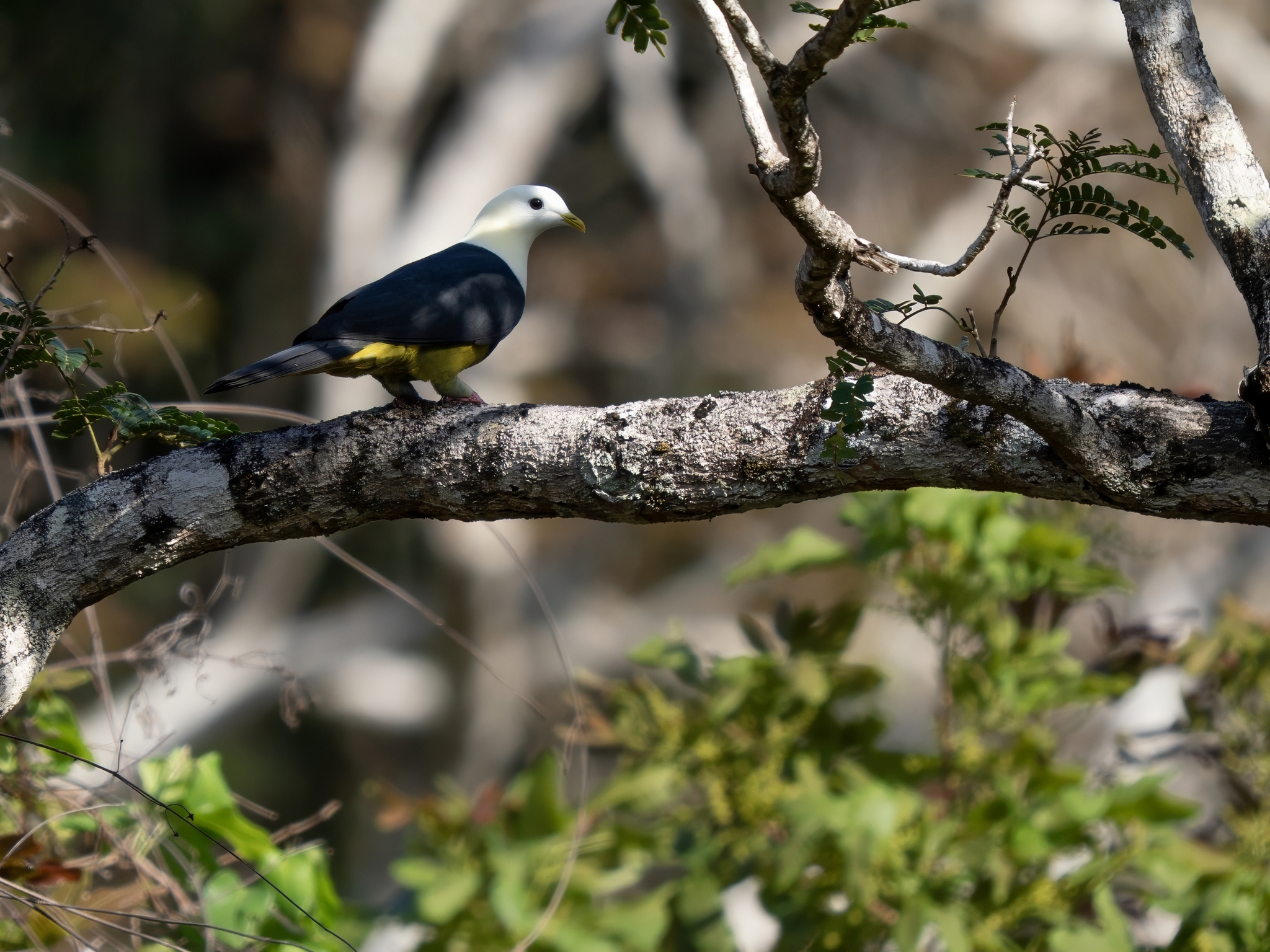 Banded Fruit Dove (Ptilinopus cinctus), photo 1