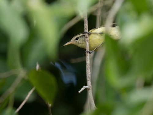 Rote Leaf Warbler (Phylloscopus rotiensis), photo 1