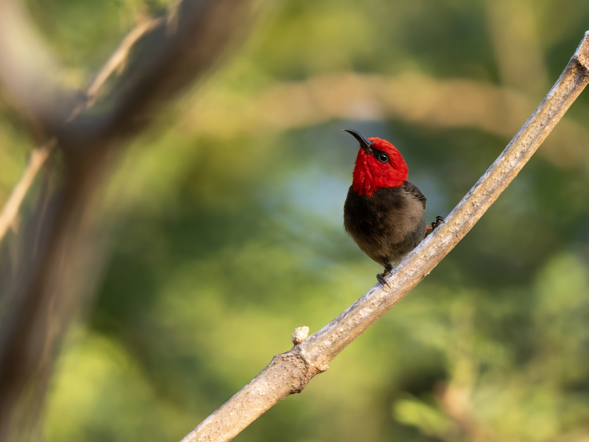 Rote Myzomela (Myzomela irianawidodoae), photo 1