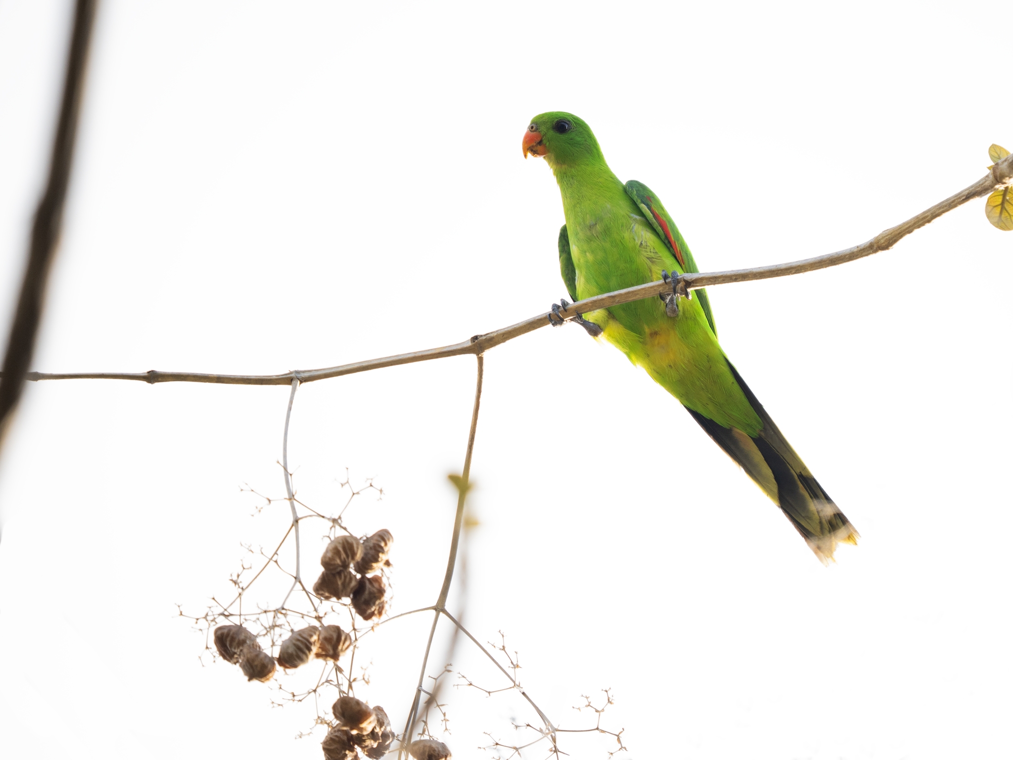 Jonquil Parrot (Aprosmictus jonquillaceus), photo 1