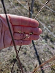 Taeniopetalum arenarium, photograph Sandra Cellina, CC BY, iNaturalist via GBIF