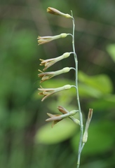 Dipcadi marlothii