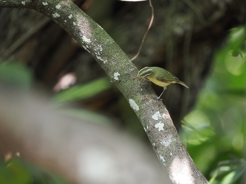 Rote Leaf Warbler (Phylloscopus rotiensis), photo 2