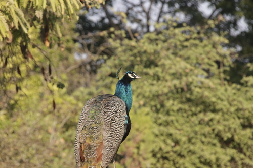 Indian Peafowl