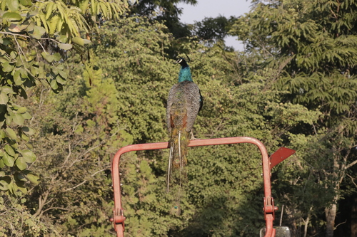 Indian Peafowl