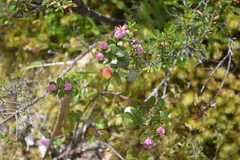 Boronia rhomboidea
