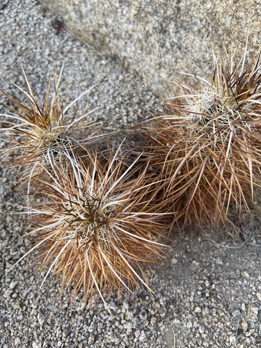 iNaturalist observation photo of Echinocereus engelmannii engelmannii