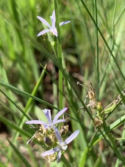 Wahlenbergia huttonii