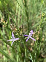 Wahlenbergia huttonii