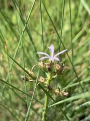 Wahlenbergia huttonii