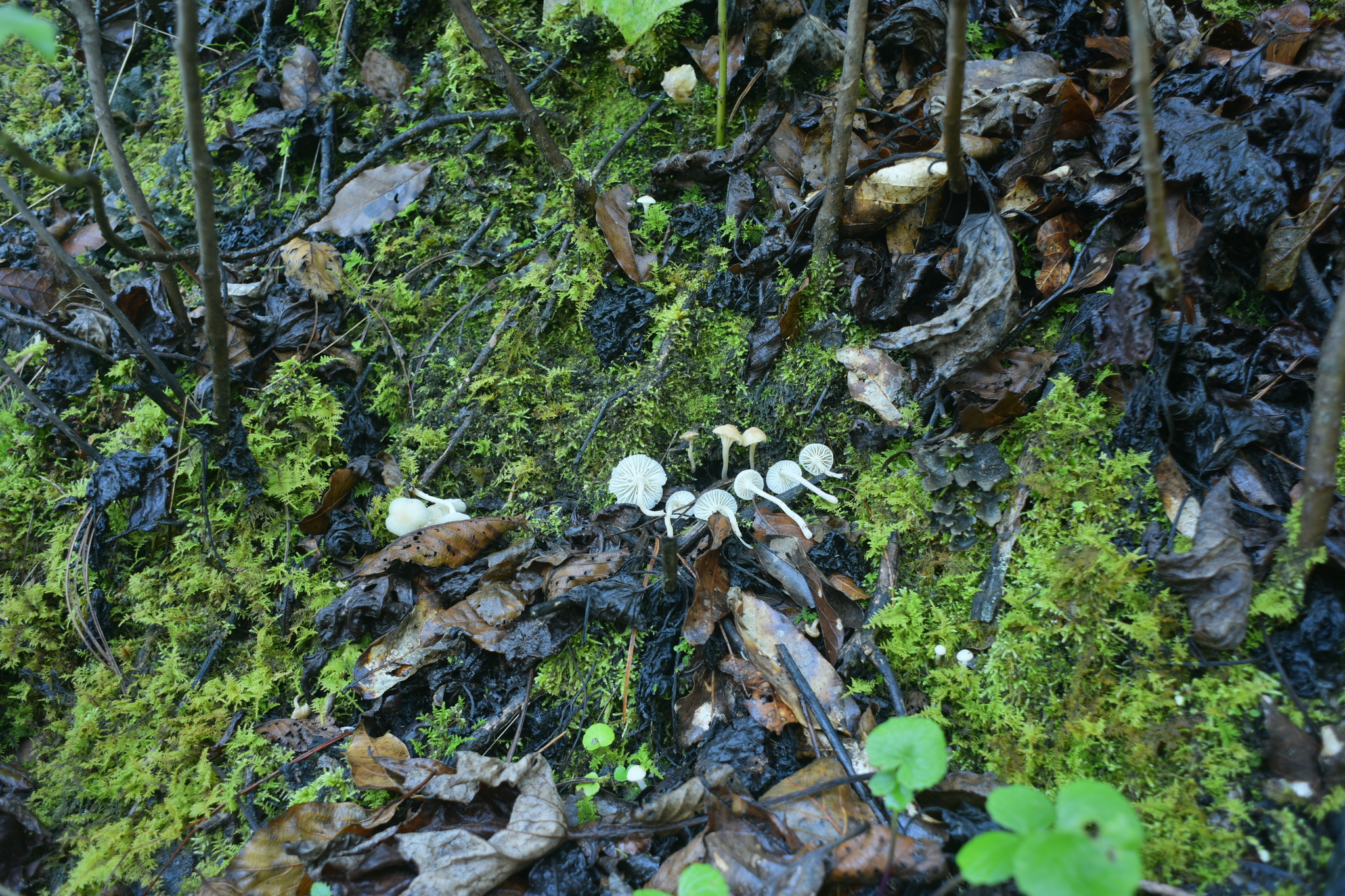 Cuphophyllus virgineus image