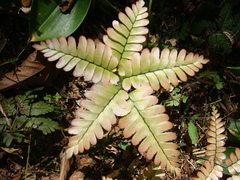 Adiantum humile