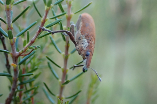 Elongated Bean Weevil, Sainte-Reine-de-Bretagne, France, photo 7 of 10
