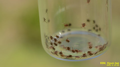 Haemaphysalis longicornis