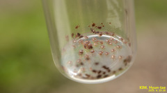 Haemaphysalis longicornis