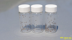 Haemaphysalis longicornis