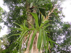 Vriesea gigantea