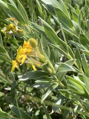 Lasiosiphon splendens